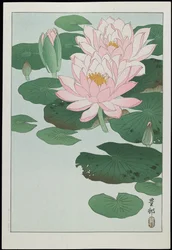 Lírio d&39;água, década de 1930